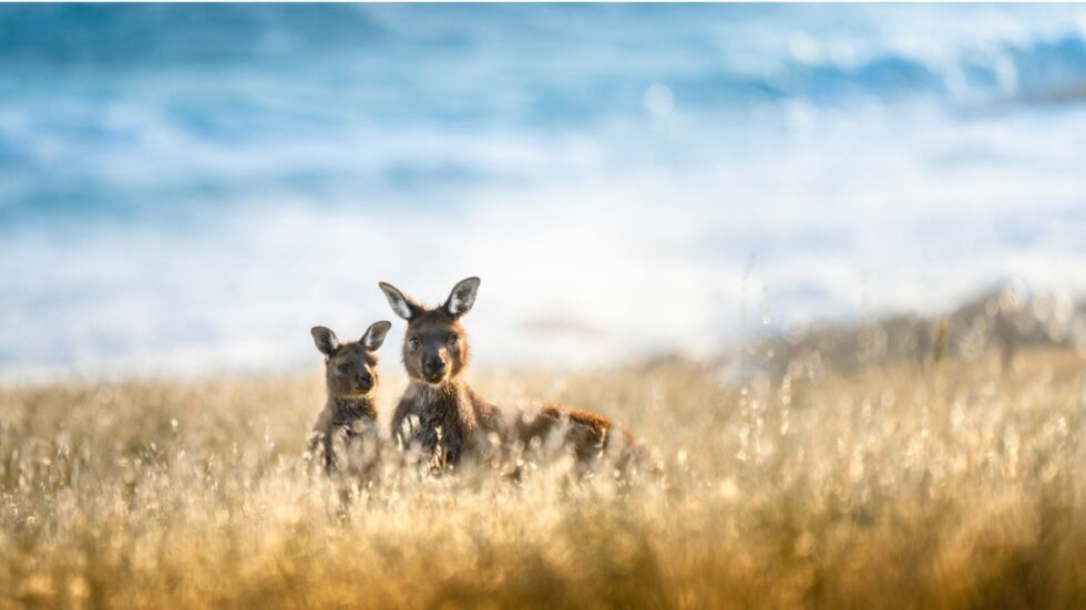 Kangaroos