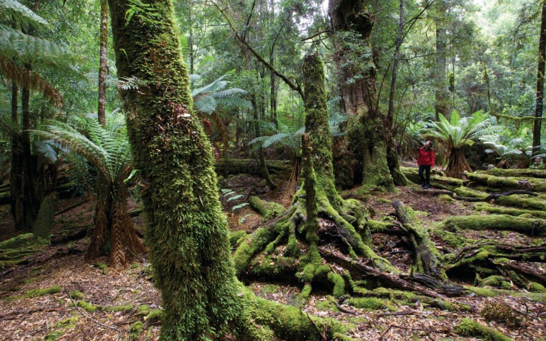 Walking Lightly: A Greener Path with Life’s an Adventure