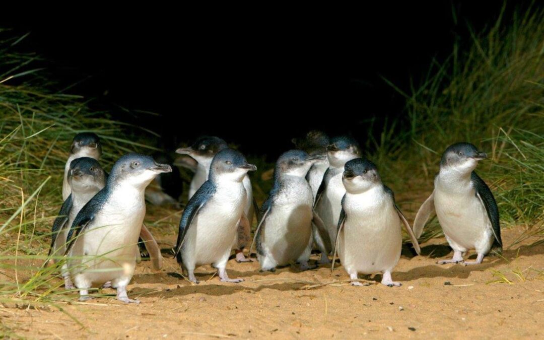 LEADING ECOTOURISM BUSINESSES ENTER HALL OF FAME