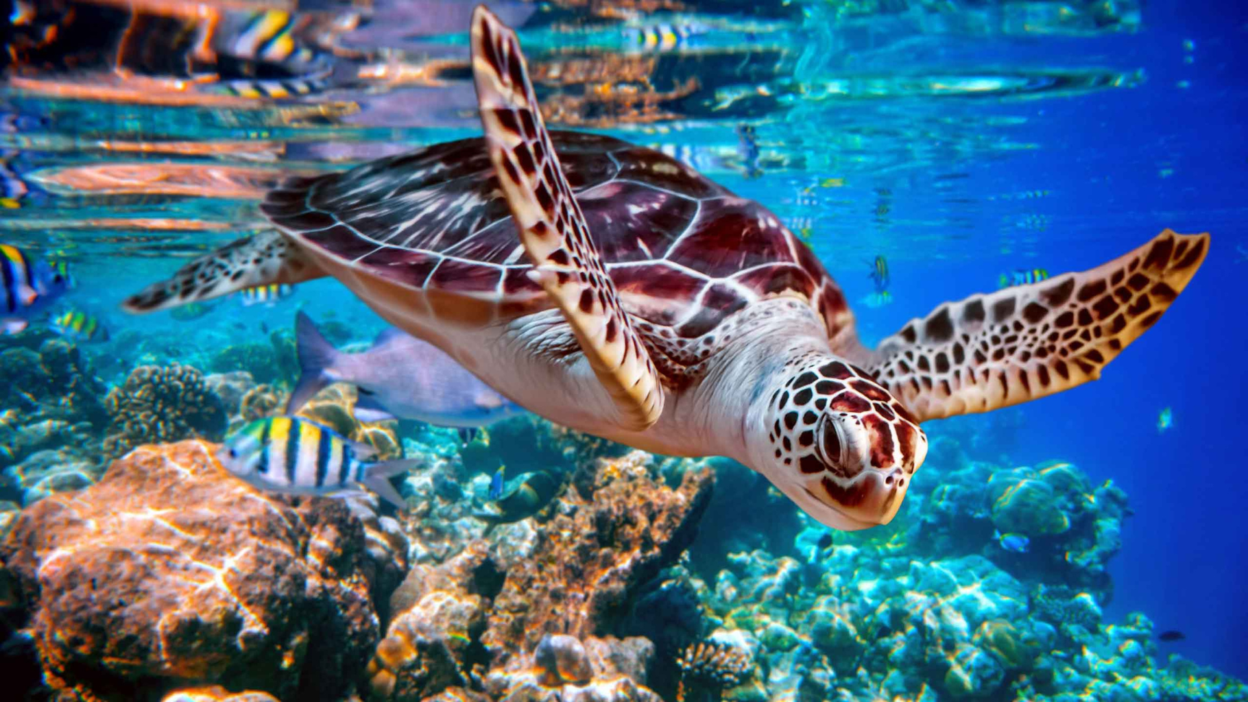 A turtle dives through crystal blue waters of a coral reef
