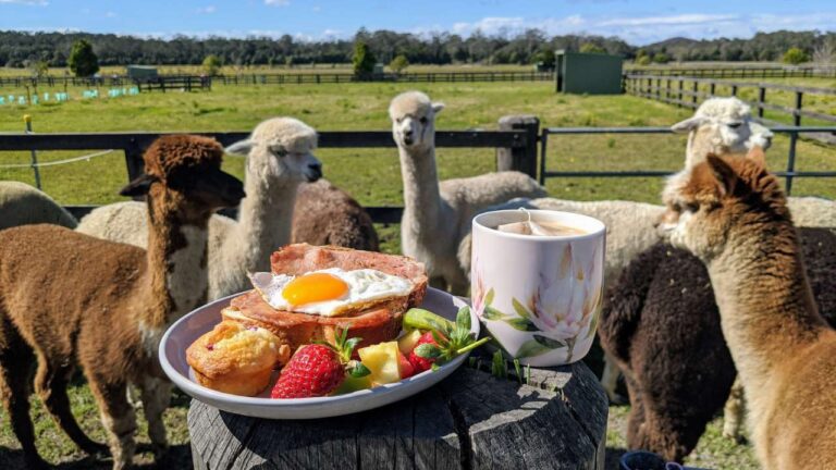 A group of alpacas standing on fenced green land and someones breakfast in the in front in the center.